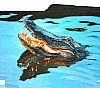 Aligátor