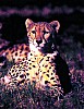 Gepard