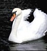 Labuť