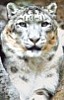 Sněžný leopard