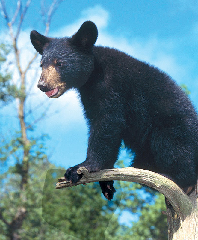 Medvídě - BEAR CUB