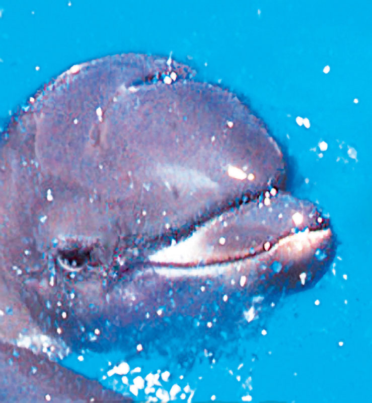Delfínek - DOLPHIN CALF
