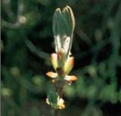 Chestnut Bud - Aesculus hippocastanum (Poupě jírovce, koňského kaštanu)
