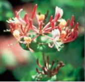 Honeysuckle - Ilex aquifolium (Cesmína ostrolistá)