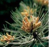 Pine - Pinus sylvestris (Borovice lesní)