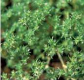 Scleranthus - Scleranthus annuus (hmerek roční)