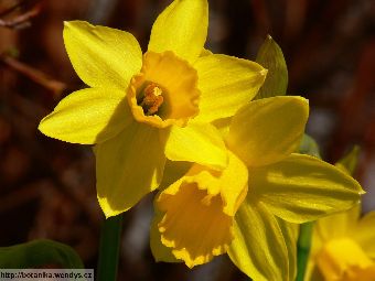 Narcis